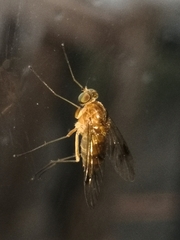 Chrysopilus
