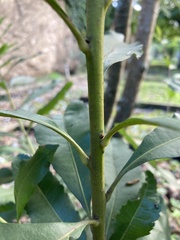 Tracheophyta