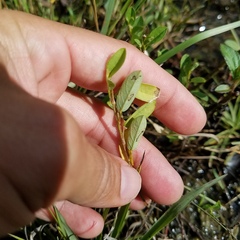 Alysicarpus vaginalis