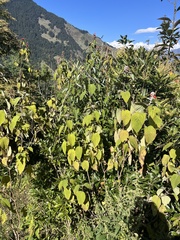 Colquhounia coccinea