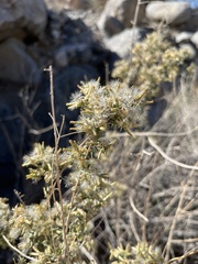 Brickellia desertorum
