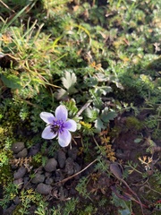 Anemonastrum obtusilobum