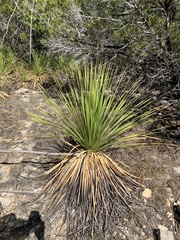 Dasylirion texanum