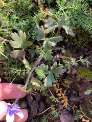 Anemonastrum obtusilobum