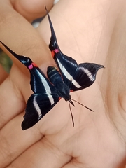 Rhetus arcius