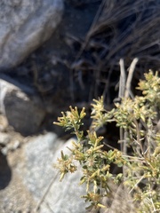 Brickellia desertorum