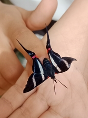 Rhetus arcius