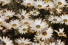 Dimorphotheca pinnata