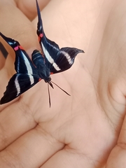Rhetus arcius