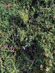 Anemonastrum obtusilobum