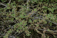Aizoon sarcophyllum