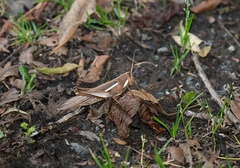 Schistocerca flavofasciata