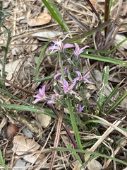 Liatris carrizana