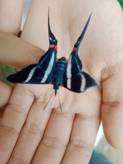 Rhetus arcius