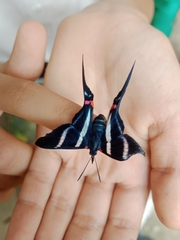 Rhetus arcius