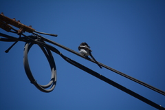 Lanius collaris collaris