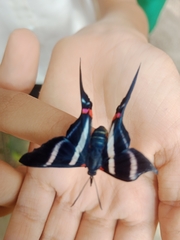 Rhetus arcius