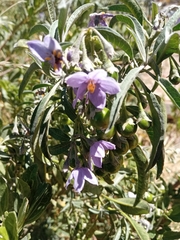 Solanum nitidum