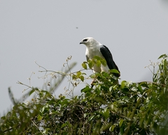 Pseudastur polionotus