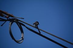 Lanius collaris collaris