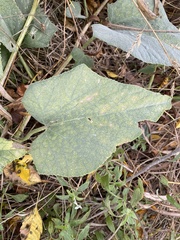 Cucurbita foetidissima