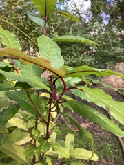 Prunus lusitanica