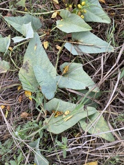 Cucurbita foetidissima