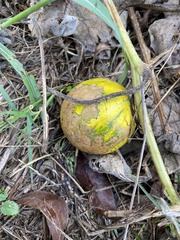 Cucurbita foetidissima