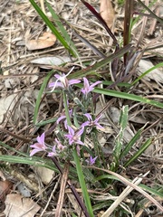 Liatris carrizana