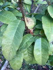 Prunus lusitanica