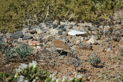 Certhilauda subcoronata