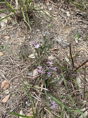 Liatris carrizana