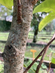 Prunus lusitanica