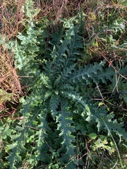 Cirsium falconeri