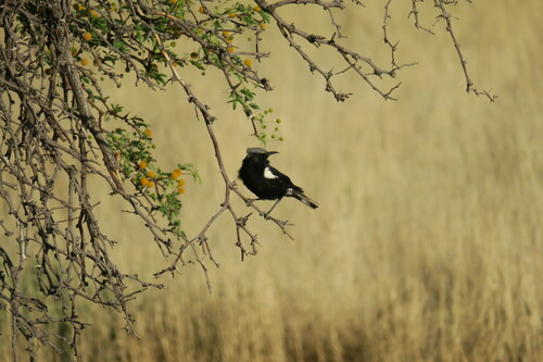 Mountain Chat (Myrmecocichla monticola), photo 4