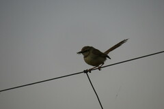 Prinia flavicans