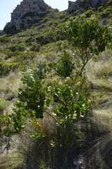Olea capensis capensis
