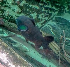 Piaractus brachypomus