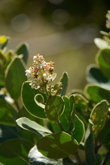 Olea capensis capensis