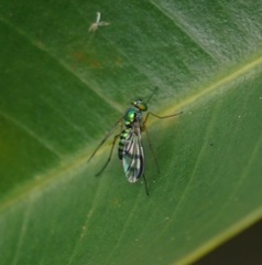 Dolichopodidae