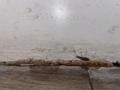 Ctenolepisma longicaudatum