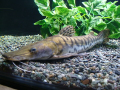 Tiger Catfish photo 5