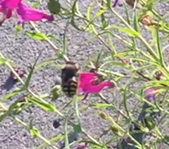 Anthidium