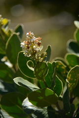 Olea capensis capensis
