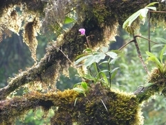 Epidendroideae