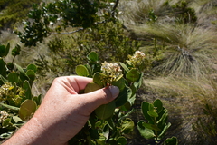 Olea capensis capensis