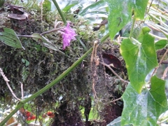 Epidendroideae