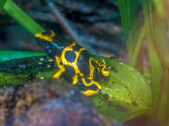 Dendrobates leucomelas