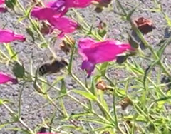 Anthidium