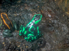 Dendrobates